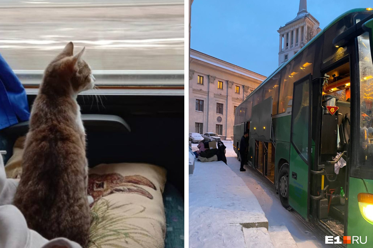 В Екатеринбург приехал целый автобус кошек. Рассказываем зачем