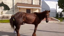 «Я видела его радость в глазах»: нижегородским волонтерам удалось выкупить старого коня у цыган