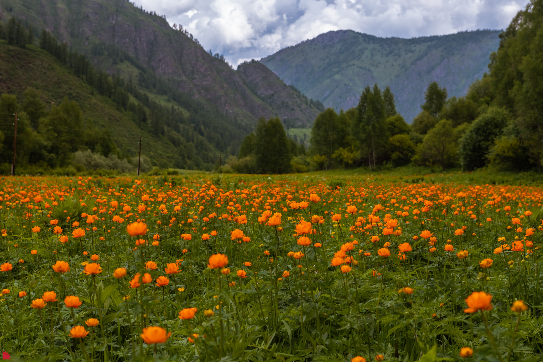 Алтай, горы, Купавка