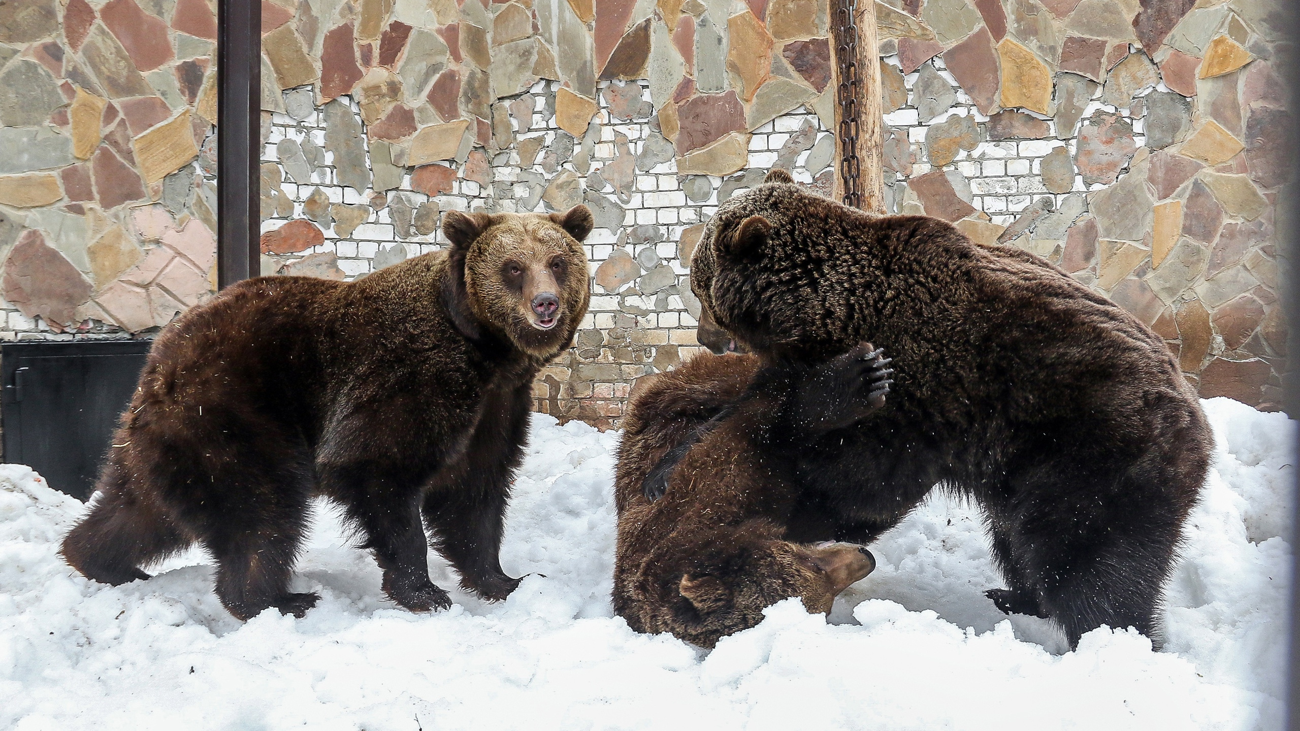 Медвежье самбо: бурые мишки очнулись от зимней спячки в зоопарке «Мадагаскар» и по-родственному сцепились