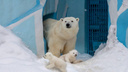 Белые медвежата-двойняшки впервые вышли на прогулку — смотрим на детей Кая и Герды
