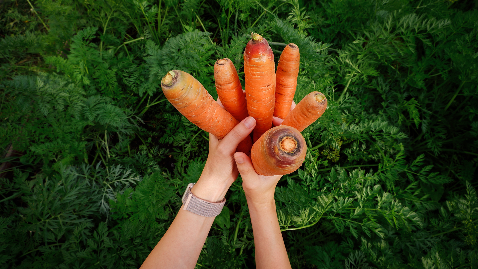 Время моркови и свеклы: когда сажать популярные овощи и какие сорта выбрать