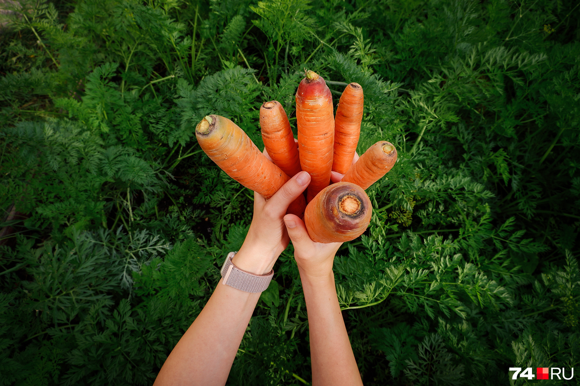 Когда сажать морковь и свеклу весной в открытый грунт: сорта моркови исвеклы для открытого грунта - 29 апреля 2023 - chita.ru