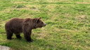 Пора отстреливать? В Ярославской области за 10 лет вдвое выросла численность медведей