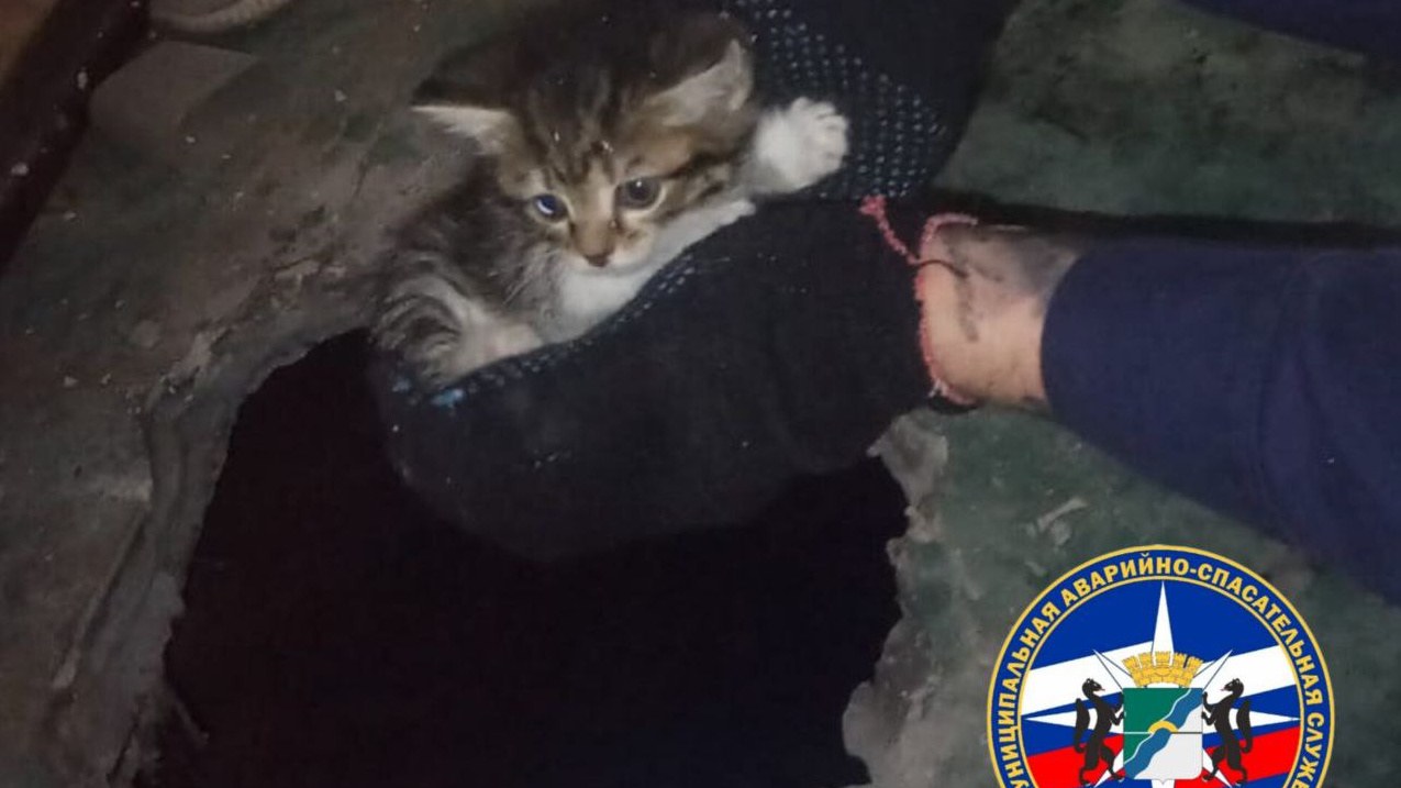 Пестрый котенок провалился под пол в Новосибирске — пришлось применить перфоратор