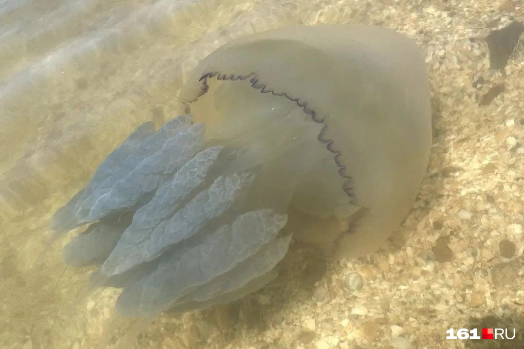 Некоторые медузы достигали <nobr class="_">7–8 килограммов</nobr>