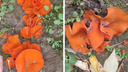 «Будет изящным украшением»: сибирячка нашла странные ярко-оранжевые грибы на Первомайке
