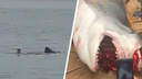 «Ужасная трагедия, акула растерзала человека». Как ЧП в Египте отразилось на продажах туров