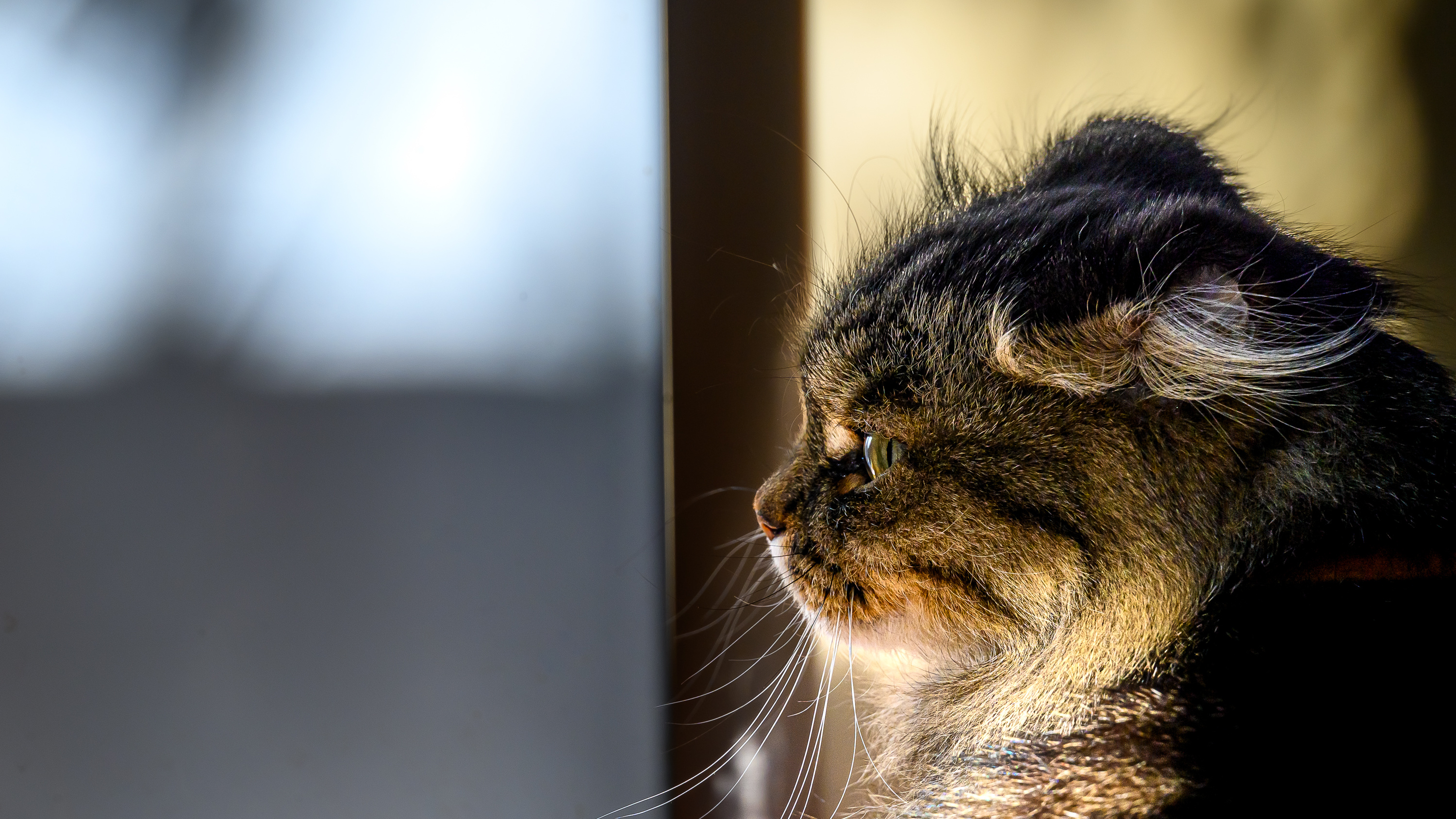 Как кошка поселилась в зоопарке Читы? История красавицы Матильды