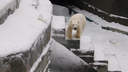 «Стрелка с мамой спит»: белый медвежонок решил поиграть в Новосибирском зоопарке — милое видео