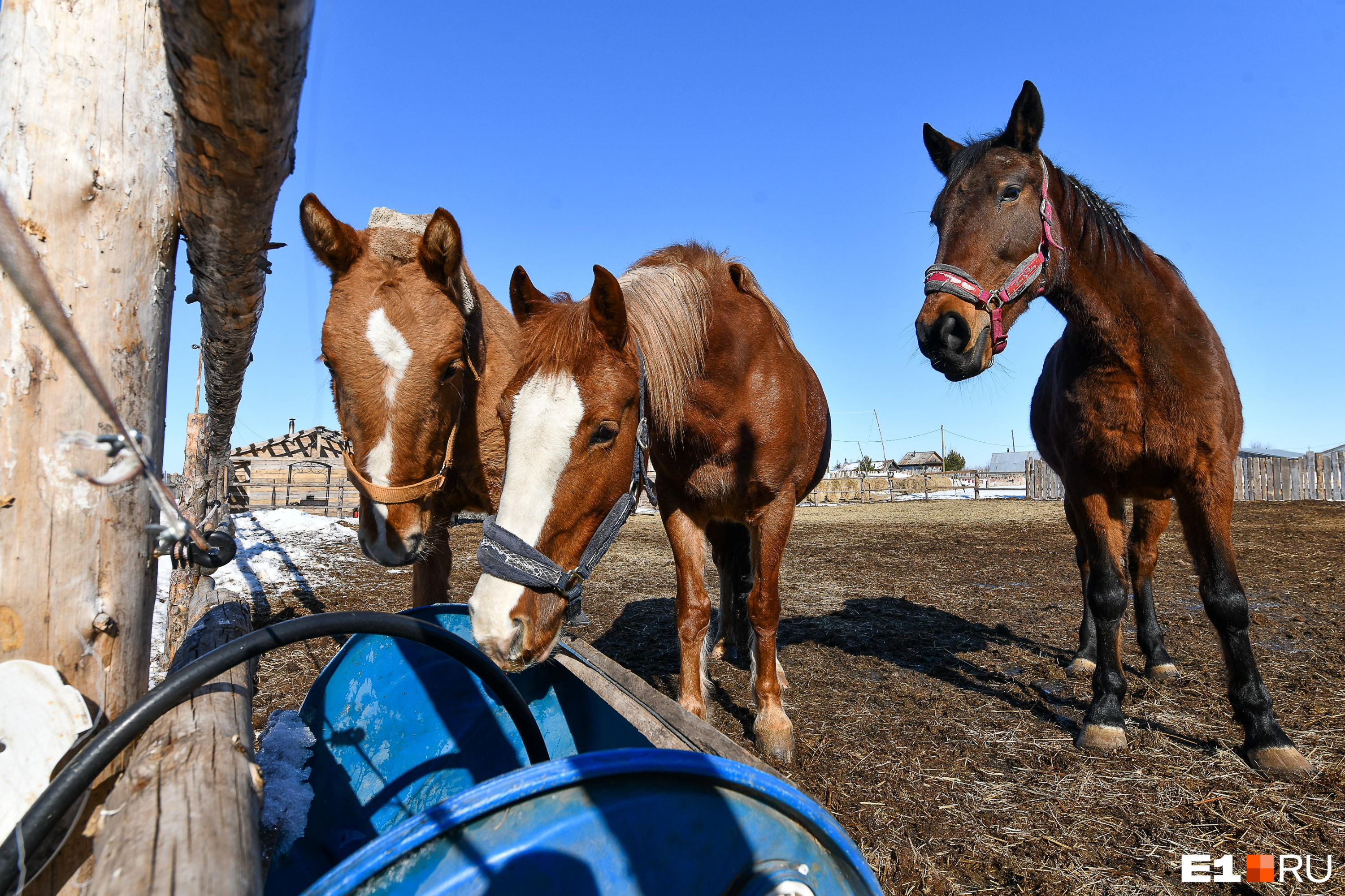 На Алтае неизвестные порезали коней, на которых дети катали туристов