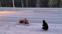 Водитель красной «Хонды» сбил лося на шоссе под Новосибирском — видео с места ДТП