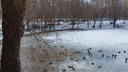 В Самаре рядом с ТЦ «Май» на Ново-Садовой поселились утки