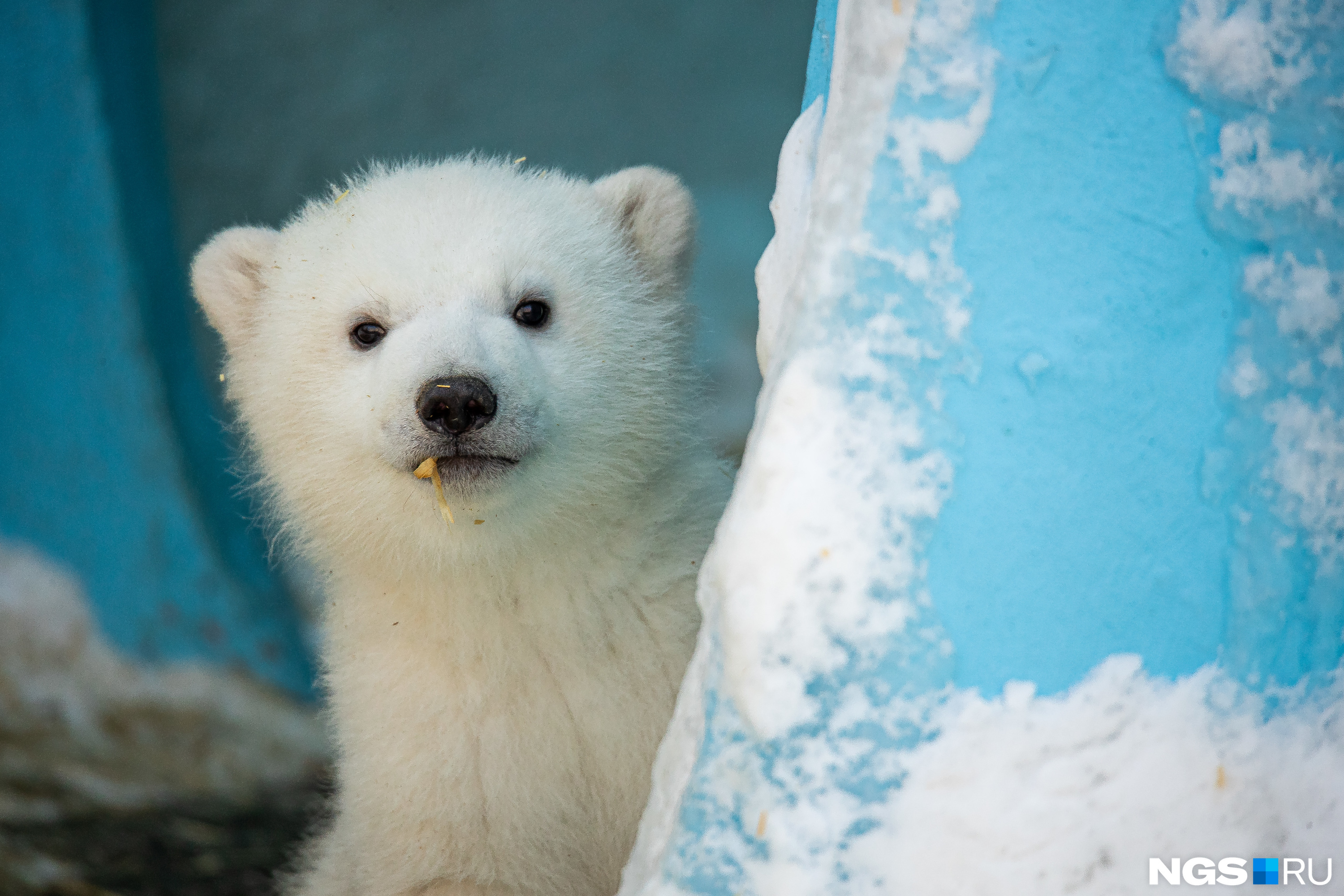 Малышей показали не сразу — <a href="https://ngs.ru/text/animals/2023/03/10/72121916/" class="_" target="_blank">фотографии первой прогулки</a> появились только в начале марта Малышей показали не сразу — <a href="https://ngs.ru/text/animals/2023/03/10/72121916/" class="_" target="_blank">фотографии первой прогулки</a> появились только в начале марта