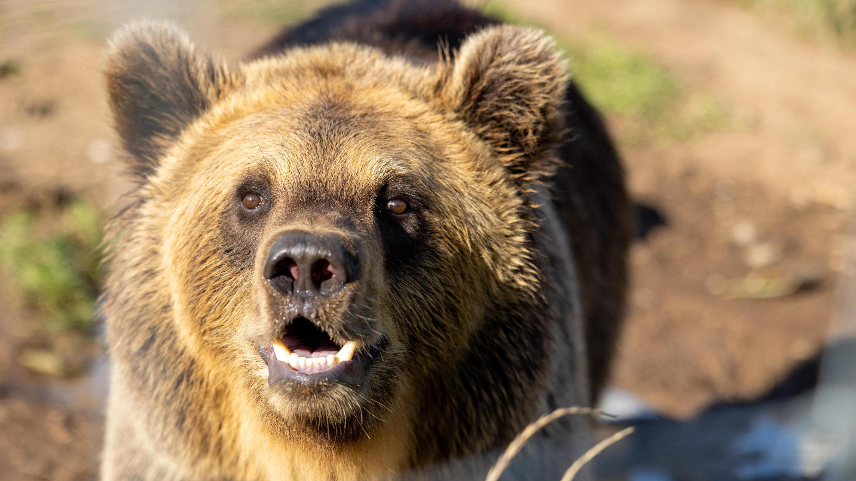 Чуть не съела собаку: окрестности Томска терроризирует медведица