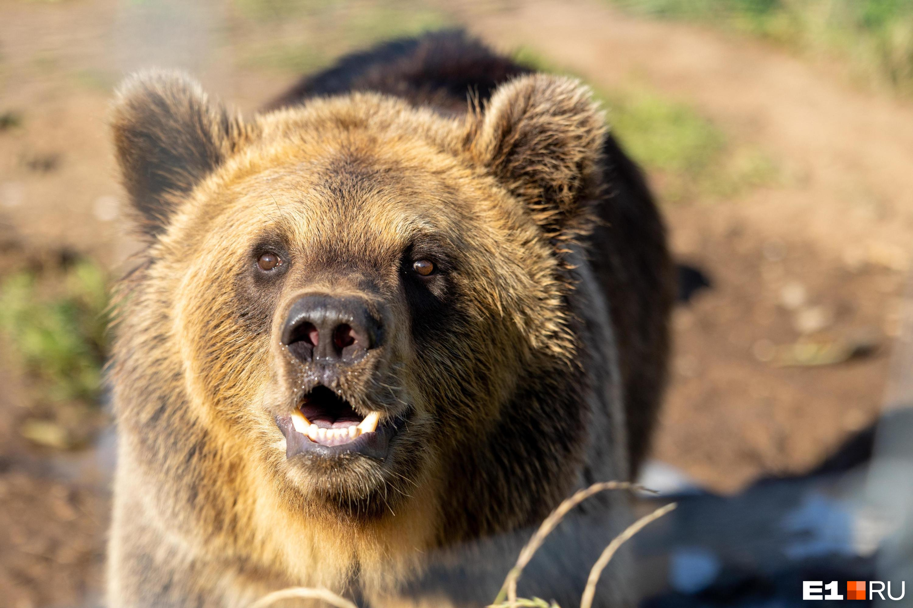 В Свердловской области лесорубы случайно разбудили медведя из спячки. Объявлено предупреждение