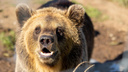 Заельцовский бор в Новосибирске оцепили — там ищут медведя