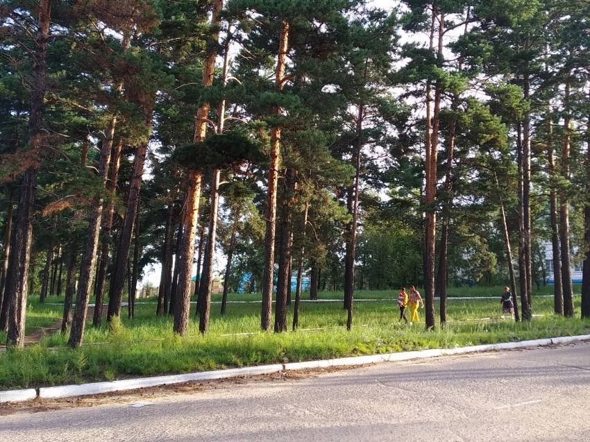 Пешеходную дорожку в лесу в поселке под Читой превратят в парк