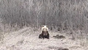 Медведя, который стал выходить к людям недалеко от Магнитогорска, собираются переселить