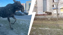 «Проверка Лосьприроднадзора»: огромный лось бегает между многоэтажками в Ярославле. Видео