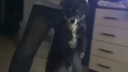 Стекла разлетелись, животное в шоке: девушки в Арсеньеве издевались над собакой и снимали это на видео