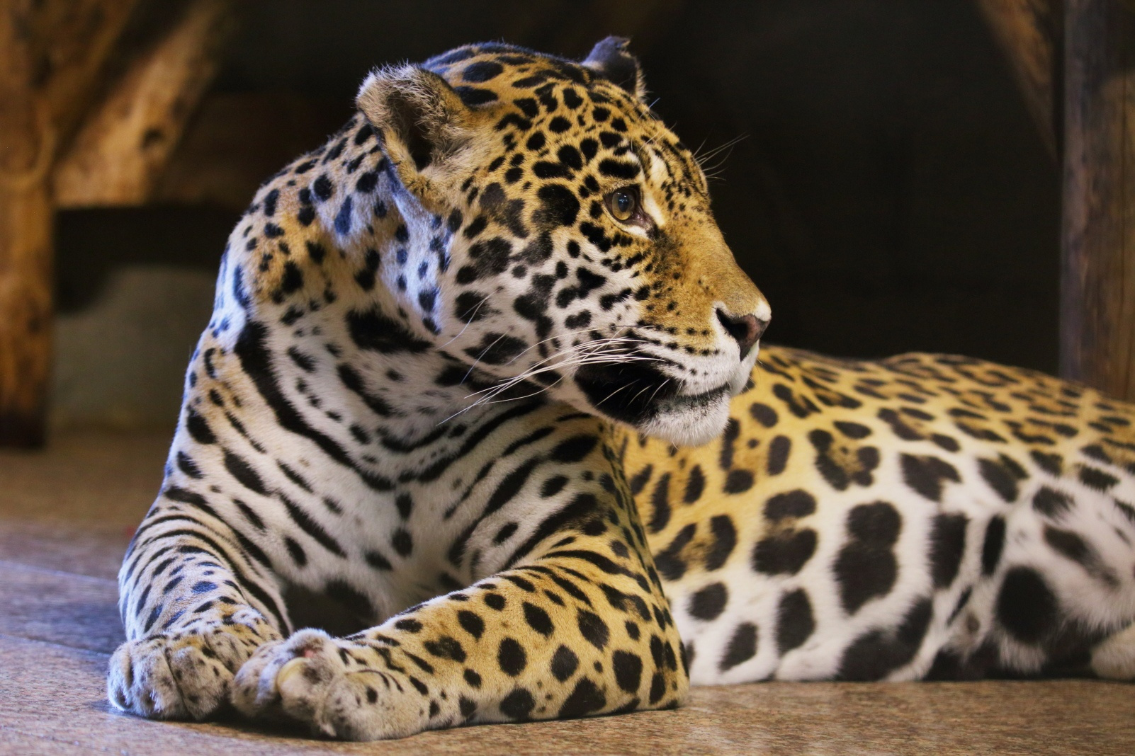 «Не стало нашей Агнессы». В Ленинградском зоопарке умерла самка ягуара, ей было 24 года