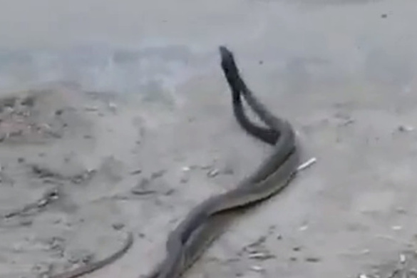 Змея в пизде видео смотреть