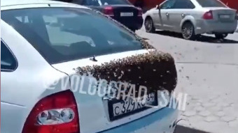 В Волгограде рой пчел атаковал припаркованную у ТРК «Мармелад» машину