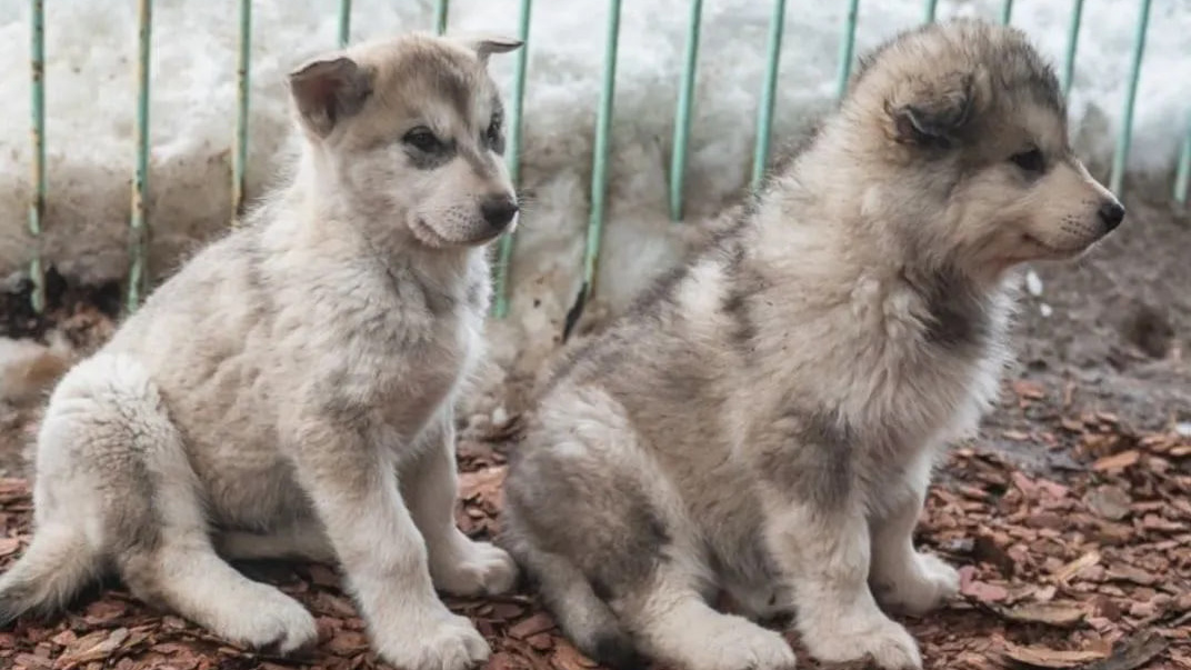 «Путают с волком»: новосибирцам продают пушистых щенков русского вольфхунда — один из них стоит 100 тысяч