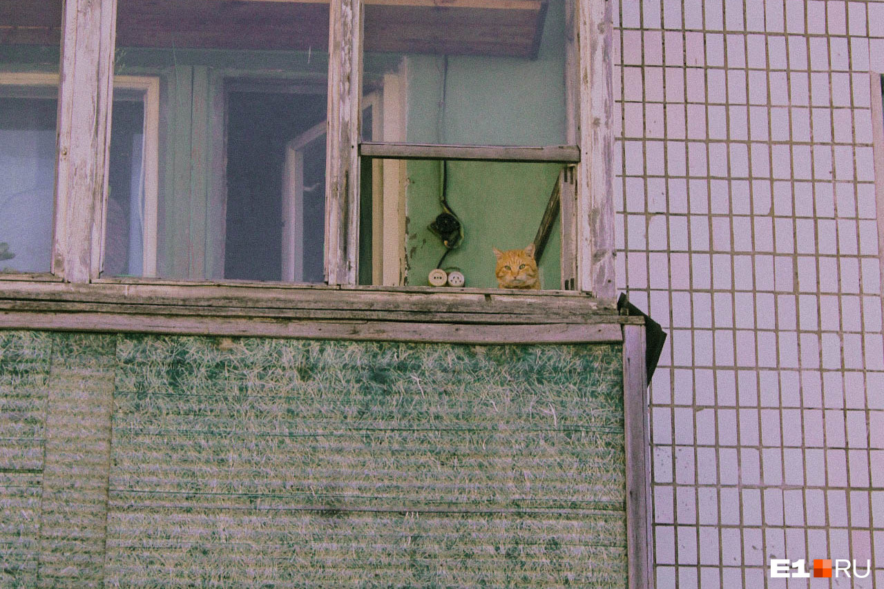 Кошки следят из окон за каждым твоим шагом