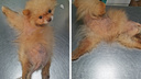 Сибирячка выкупила с передержки измученного шпица — фото собаки, которая лысеет и не ходит