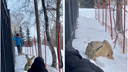 «Сердце не всегда выдерживает»: умерла косуля, на которую в Заельцовском парке напали собаки