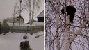 Сидел на дереве и рычал: в микрорайоне Лесоперевалка заметили пушистого соболя — зверьки все чаще гуляют по городу