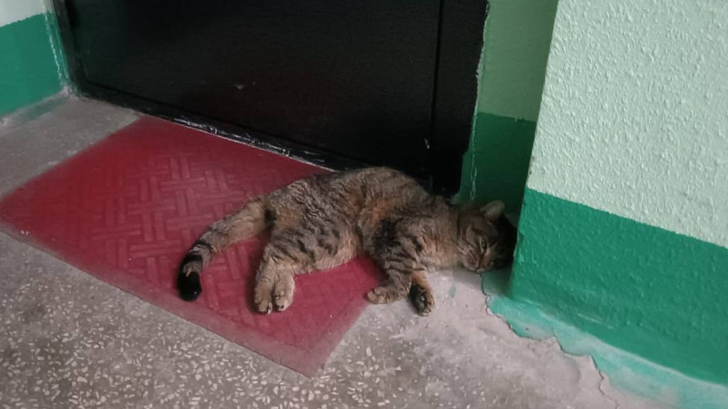 В Екатеринбурге нашли жестоко изнасилованную кошку. Ее подбросили в подъезд — и убежали