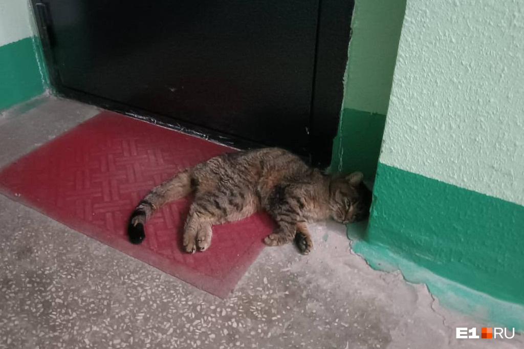 В Екатеринбурге нашли жестоко изнасилованную кошку. Ее подбросили в подъезд — и убежали