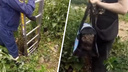 «Любитель ходить в самоволку»: спасатели достали кота из колодца — видео, как он говорит им спасибо