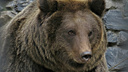 Следы пребывания медведя обнаружили рядом с Кудряшовским бором
