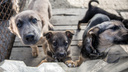 Зоозащитники добились своего: собачек в Самарской области будут усыплять. Но не всех