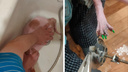 Сфинкс застрял лапой в решетке слива ванны — его пришлось вызволять новосибирским спасателям