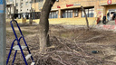 «Чтобы вывеску было лучше видно»: горожане возмутились подозрительной опиловке деревьев в центре Волгограда