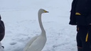 Решил «выпендриться»: в Новосибирске к рыбакам прибился лебедь-кликун — видео