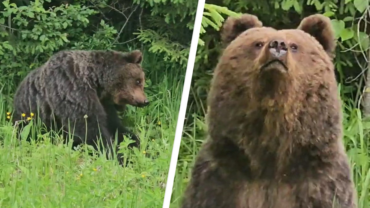«Какой хороший мальчик!» Жители Архангельской области встретили медведя и сняли забавное видео