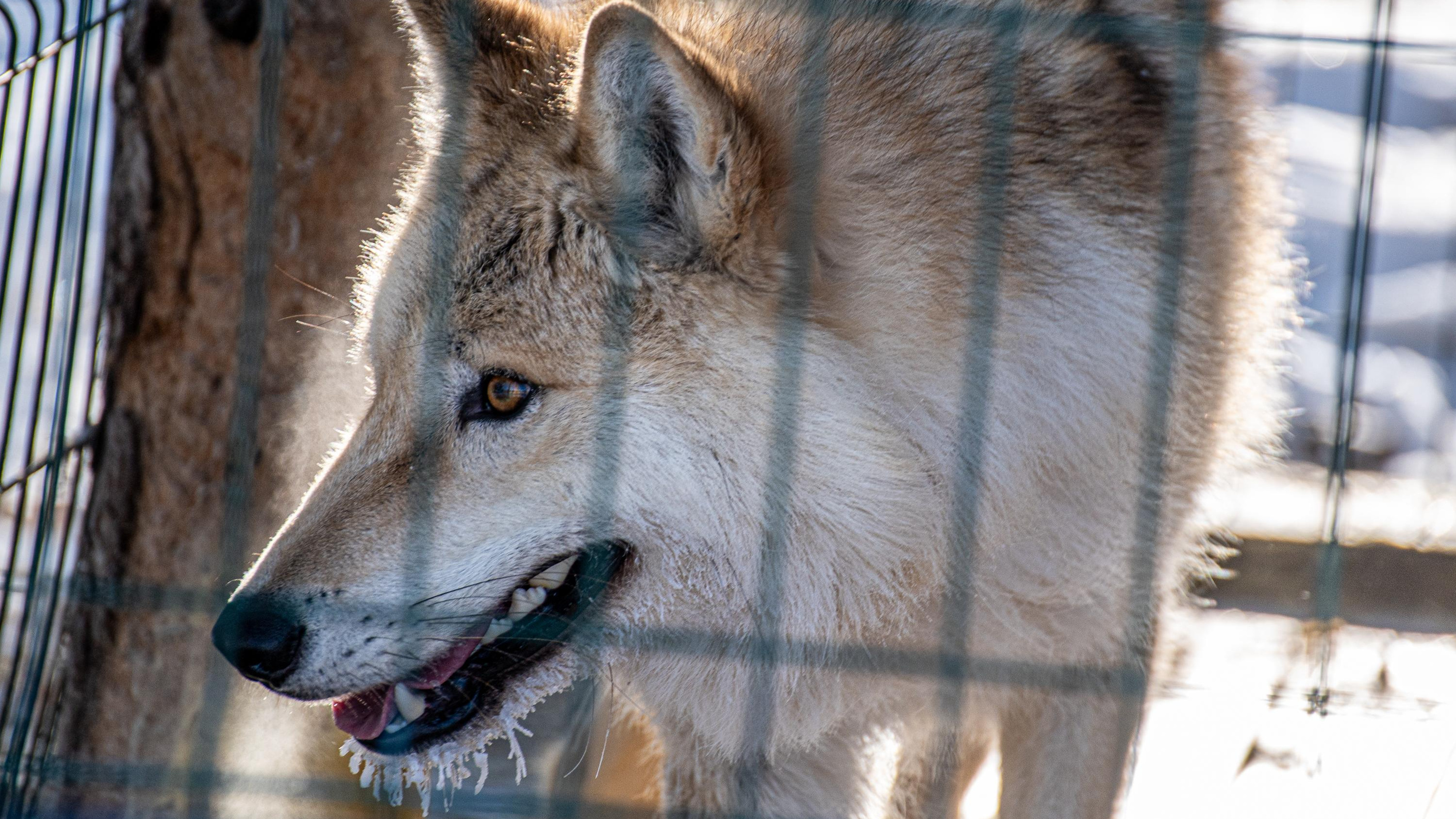 «Пропала уже четвертая собака»: волки выходят к поселкам в Архангельской области