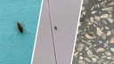 «Падали с потолка за шиворот, когда травили»: в каких районах Челябинска больше всего тараканов