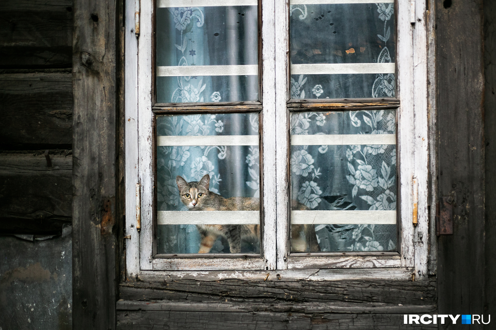 А еще здесь живет очаровательный котик совершенно удивительного окраса. Кажется, он не прочь познакомиться А еще здесь живет очаровательный котик совершенно удивительного окраса. Кажется, он не прочь познакомиться