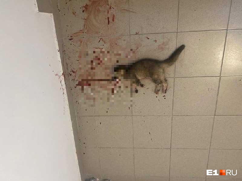 «Еще вчера он был живым»: в Екатеринбурге жестоко убили котенка. Окровавленное тело бросили в подъезде