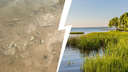 Расплодились токсичные водоросли: ученые просят не пить воду из озера в Ярославской области