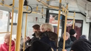 «Это заяц?»: новосибирцы заметили кота в автобусе — он сидел на плече у кондуктора