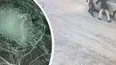 «Разбил лобовое кулаком»: новосибирец заявил, что ему разгромили машину — фото повреждений