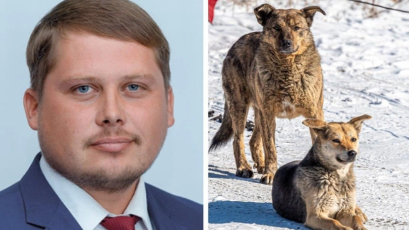 В Оренбурге приняли законопроект об эвтаназии бездомных животных
